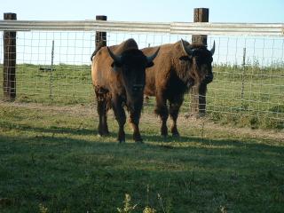 Buffalo/bison