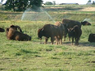 Buffalo/bison