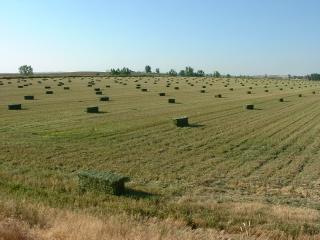 Fresh-baled alfalfa