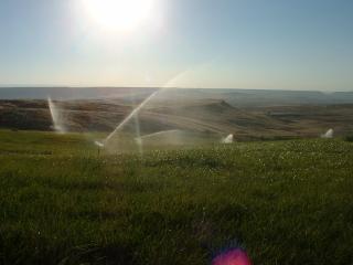 Corn getting irrigated