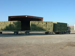 Alfalfa being unloaded into a barn