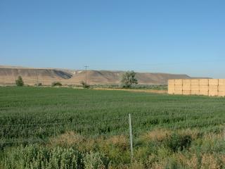 Idaho potatoes