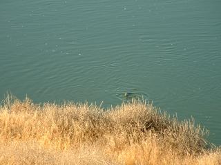 Otters swimming in the Snake River