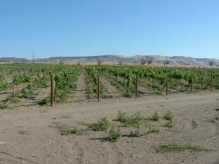 Grape vines