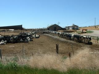 Cows napping and having lunch