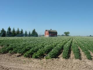 Nicely manicured potato farm