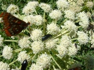 Wild flowers