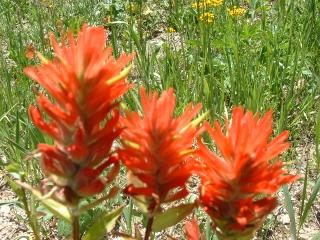 Wild flowers