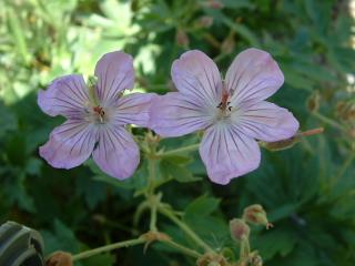 Wild flowers