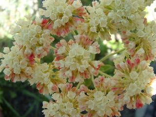 Wild flowers