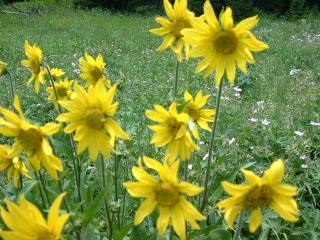 Wild flowers