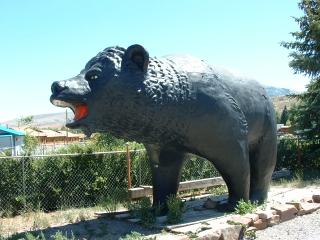 Large black bear