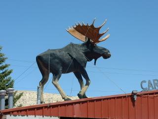 Moose on the roof