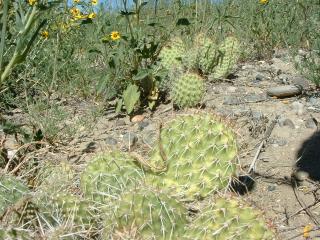 Prickly cactus