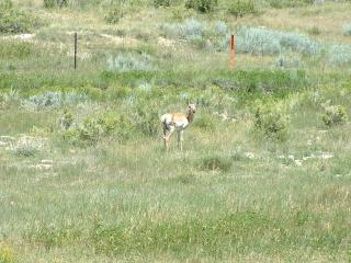 Antelope feeding along the road