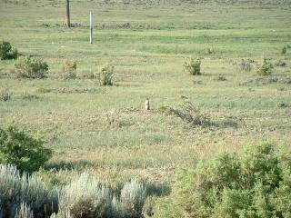 Prairie dog