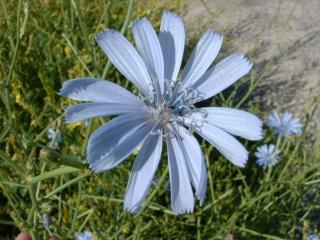 Wild flowers