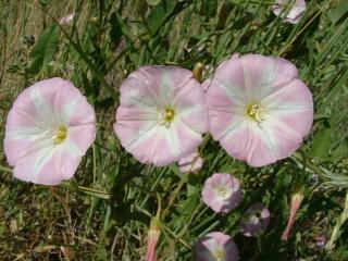 Wild flowers