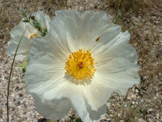 Wild flowers