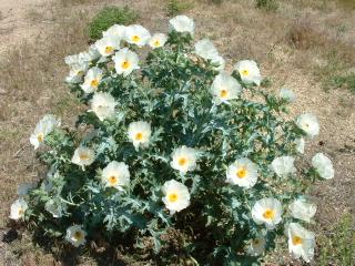 Wild flowers