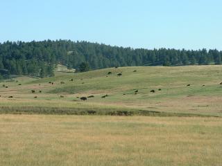Buffalo in distance