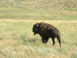 Large buffalo