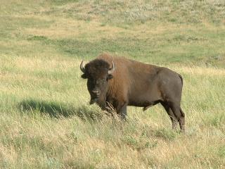 Large buffalo