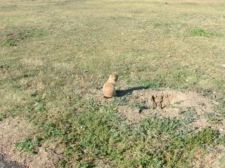 Friendly prairie dogs