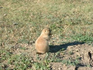 Friendly prairie dogs