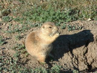 Friendly prairie dogs