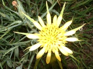 Wild flowers