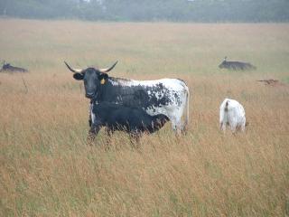 Gorilla... er, 'long horn' in the mist