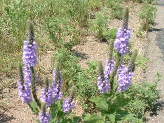 Wild flowers