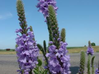 Wild flowers