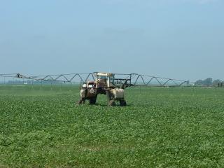 Spraying soy beans