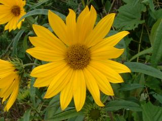 roadside wild flower