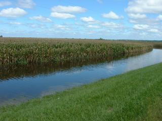 partial flooded bottom land corn field