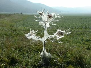 tent caterpiller tree