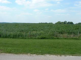 soybean view from hotel room