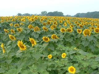 Lots of sunflowers