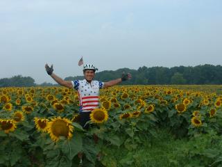 Lots of sunflowers