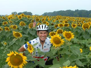 Lots of sunflowers