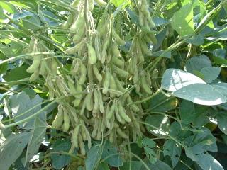 Soybean plant