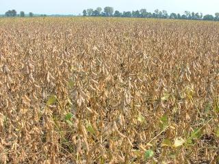 Soybeans ready to harvest