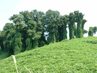 Kudzu