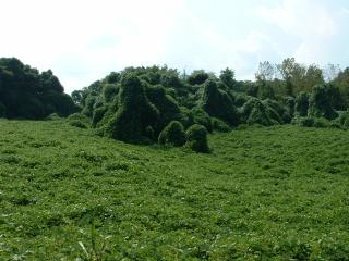 Kudzu