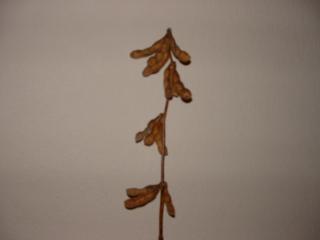 mature soybean plant