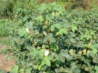 Cotton plant