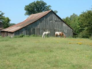 Tennessee horses