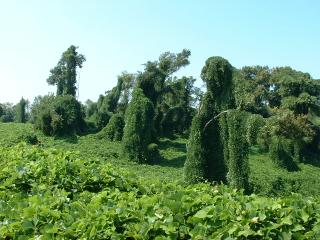 Kudzu